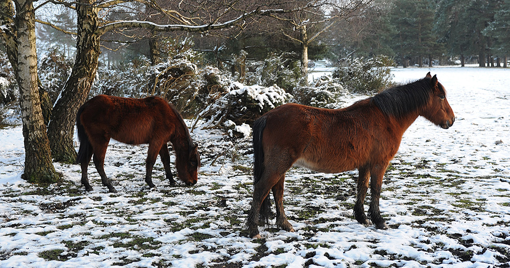 Winter Ponies in the Snow, Half Moon Common